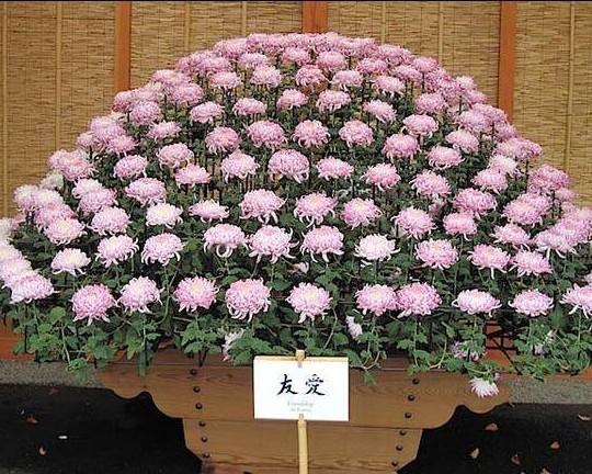 Culture - Sakura - Restaurant Tarbes - bien manger TARBES