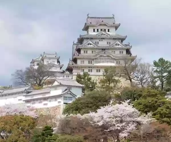 Culture - Sakura - Restaurant Tarbes - restaurant Japonais TARBES