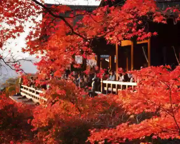 Culture - Sakura - Restaurant Tarbes - restaurant Traditionnel TARBES